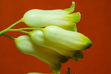 Polygonatum multiflorum, купена многоцветная - Shubaga