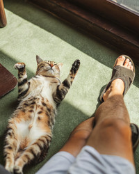 Кошка, лениво греющаяся на солнце рядом с человеком на ковре. Генеративный ИИ - RomanZ