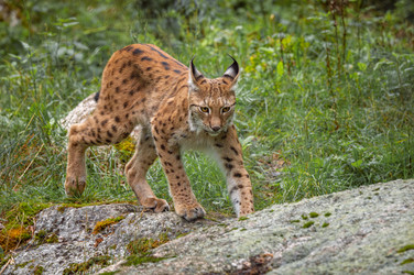 Евразийская рысь (Lynx lynx) в лесу - cookelma