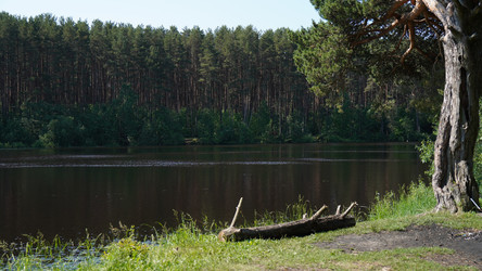 Река, сосны - synf1ood