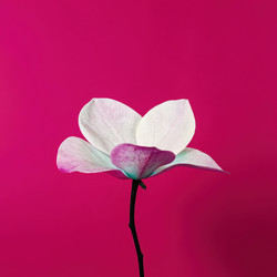 Цветок нежных пастельных оттенков на ярком розовом фоне. Генеративный ИИ - RomanZ