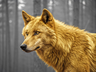 Golden Wolfrz стоит в туманном лесу. Генеративный ИИ - RomanZ