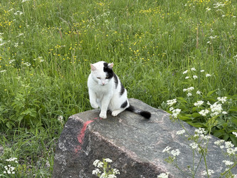 Кот на камне - Bukaa9