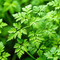 Свежие листья кервеля, растущие в пышном саду под ярким солнечным светом. Генеративный искусственный интеллект - RomanZ
