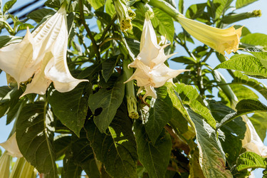 Brugmansia aurea цветет нежными, красивыми желтыми цветами весной крупным планом - Matroskin