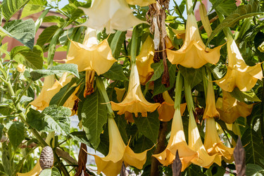 Brugmansia aurea цветет нежными, красивыми желтыми цветами весной крупным планом - Matroskin