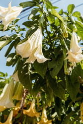Brugmansia aurea цветет нежными, красивыми желтыми цветами весной крупным планом - Matroskin