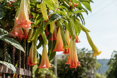 Brugmansia aurea цветет нежными, красивыми желтыми цветами весной крупным планом - Matroskin