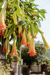 Brugmansia aurea цветет нежными, красивыми желтыми цветами весной крупным планом - Matroskin