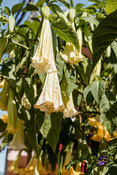 Brugmansia aurea цветет нежными, красивыми желтыми цветами весной крупным планом - Matroskin