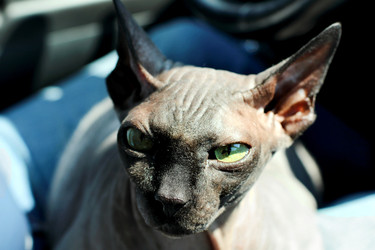 Кот породы Канадский сфинкс недовольно смотрит - Zauberfloten