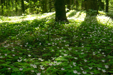 Цветущая кислица (Oxalis acetosella) в лесу - EvgenyHaritonov