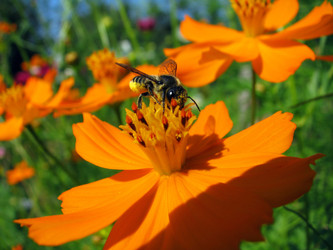 Интересная одиночная пчела из семейства (Megachilidae) пчела-листорез - Viktorhromov