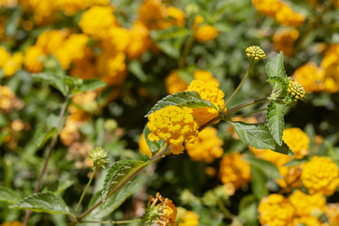 Соцветия куста (Lantana camara) крупным планом - Slavina