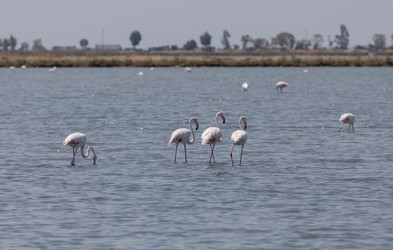 Большой фламинго (Phoenicopterus roseus) в соленых озерах Миссолонги (префектура Этолия-Акарнания, Греция) - Slavina
