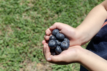 Крупный план спелой черники (Vaccinium myrtíllus) в руках ребенка - Slavina