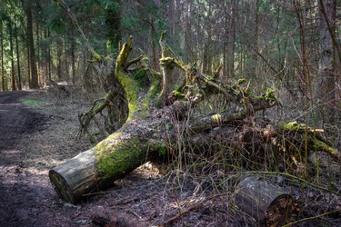Корневая система огромного старого дерева, упавшего в лесу - kostya6969
