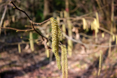 Лещина обыкновенная (Corylus avellana) весной цветет в лесу - kostya6969