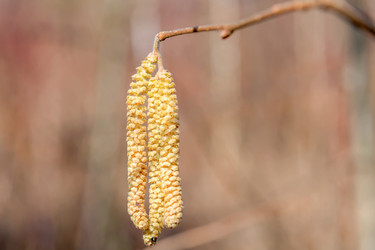 Лещина обыкновенная (Corylus avellana) весной цветет в лесу - kostya6969