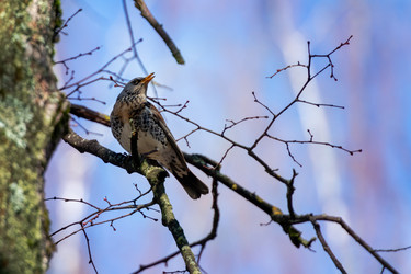 Певчая птица Рябинник или дрозд-рябинник (Turdus pilaris) сидит на ветке дерева - kostya6969
