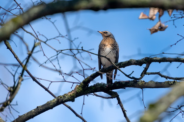 Певчая птица Рябинник или дрозд-рябинник (Turdus pilaris) сидит на ветке дерева - kostya6969