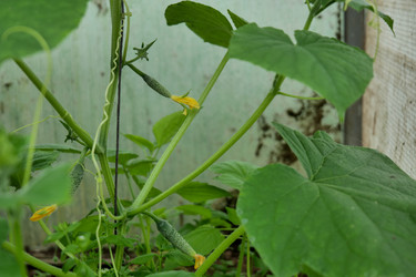 Молодые саженцы огурцов, растущие в теплице - Gannachka