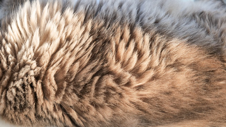 Шерсть коричневой кошки - Gannachka