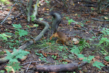 Молодая рыжая белка Sciurus vulgaris ищет пищу на лесной подстилке в Карелии - Photographie