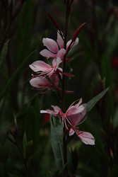 «Гаура Линдхеймера “Graceful Light Pink”: тонкие лепестки и выразительные тычинки» - NataliCraftGarden