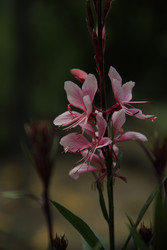 Крупный план гауры “Graceful Light Pink”: природная легкость и динамика - NataliCraftGarden