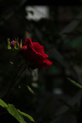 Элегантность в полумраке: Black Baccara - NataliCraftGarden