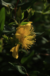 Между светом и тенью: цветок Hypericum (зверобой продырявленный) - NataliCraftGarden