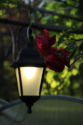 Атмосфера petit jardin: свет, роза и тени - NataliCraftGarden