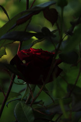 Между тьмой и алым: дыхание ночи - NataliCraftGarden