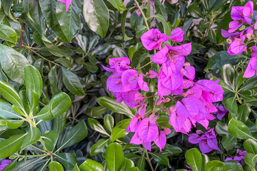 Цветущее дерево бугенвиллии гладкой (Bougainvillea glabra), фиолетовые бутоны в саду в лучах заходящего солнца - Matroskin