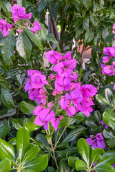 Цветущее дерево бугенвиллии гладкой (Bougainvillea glabra), фиолетовые бутоны в саду в лучах заходящего солнца - Matroskin