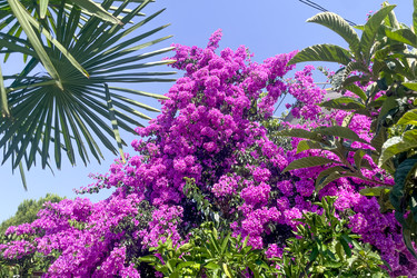 Цветущее дерево бугенвиллии гладкой (Bougainvillea glabra), фиолетовые бутоны в саду в лучах заходящего солнца - Matroskin