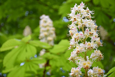 Цветы каштана (лат. Aesculus) крупным планом - Sveetlana