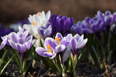 Цветок Крокус весенний, Crocus vernus - Denis_GDA