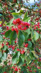 Гроздья мелких яблок на фоне листвы - Kireburi