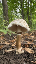 Гриб-зонтик пестрый (лат. Macrolepiota procera), съедобный гриб семейства шампиньоновые - Oksana Shvedkova