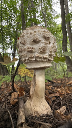 Гриб-зонтик пестрый (лат. Macrolepiota procera), съедобный гриб семейства шампиньоновые - Oksana Shvedkova