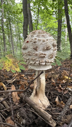 Гриб-зонтик пестрый (лат. Macrolepiota procera), съедобный гриб семейства шампиньоновые - Oksana Shvedkova