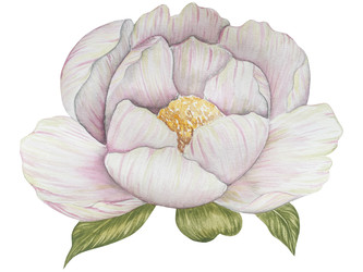 Набор акварельных изображений винтажных пионов и листьев. Ботаническая иллюстрация. Идеально подходит для поздравительных открыток, приглашений, свадебных приглашений, открыток на день рождения, косметики, дизайна упаковки, моды и летнего фона - Milla_Zelenyuk