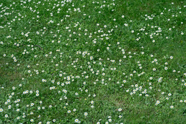 Вид сверху на свежее зеленое поле, усеянное цветами дикой ромашки Bellis perennis. Естественный абстрактный ботанический фон с мелкими белыми лепестками, газоном и летним задним двором - IKvyatkovskaya