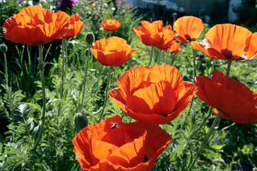 Papaver orientale -Мак восточный многолетнее растение - Viktorhromov