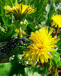 "Lacerta agilis" Прыткая ящерица, это самец в брачном наряде - Viktorhromov