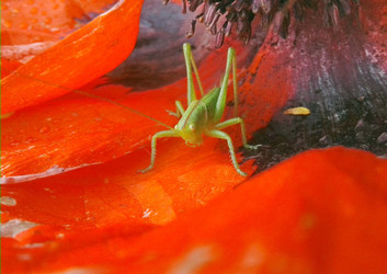 "Tettigonia" Певчий кузнец. Интересно орган слуха на голени передних ног - Viktorhromov