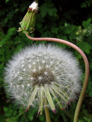 Taraxacum officinale - Одуванчики. "Нежность" - Viktorhromov