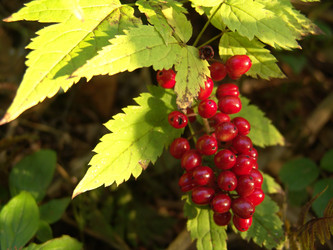Воронец красноплодный (Actaea erythrocarpa (Fisch.) Freyn (familia Ranunculaceae) Сахалин. Sakhalin. (marka) - marka